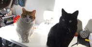 Cats from The Doomsday Cat Cult (Image via @investigaitondiscovery YouTube)